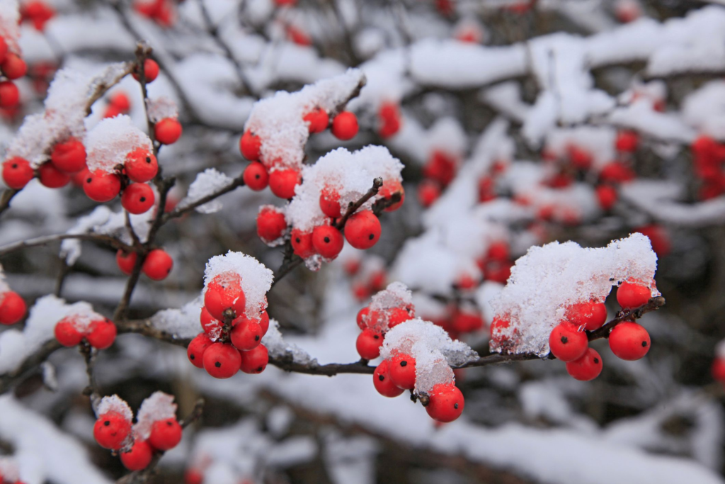 Winter Planting