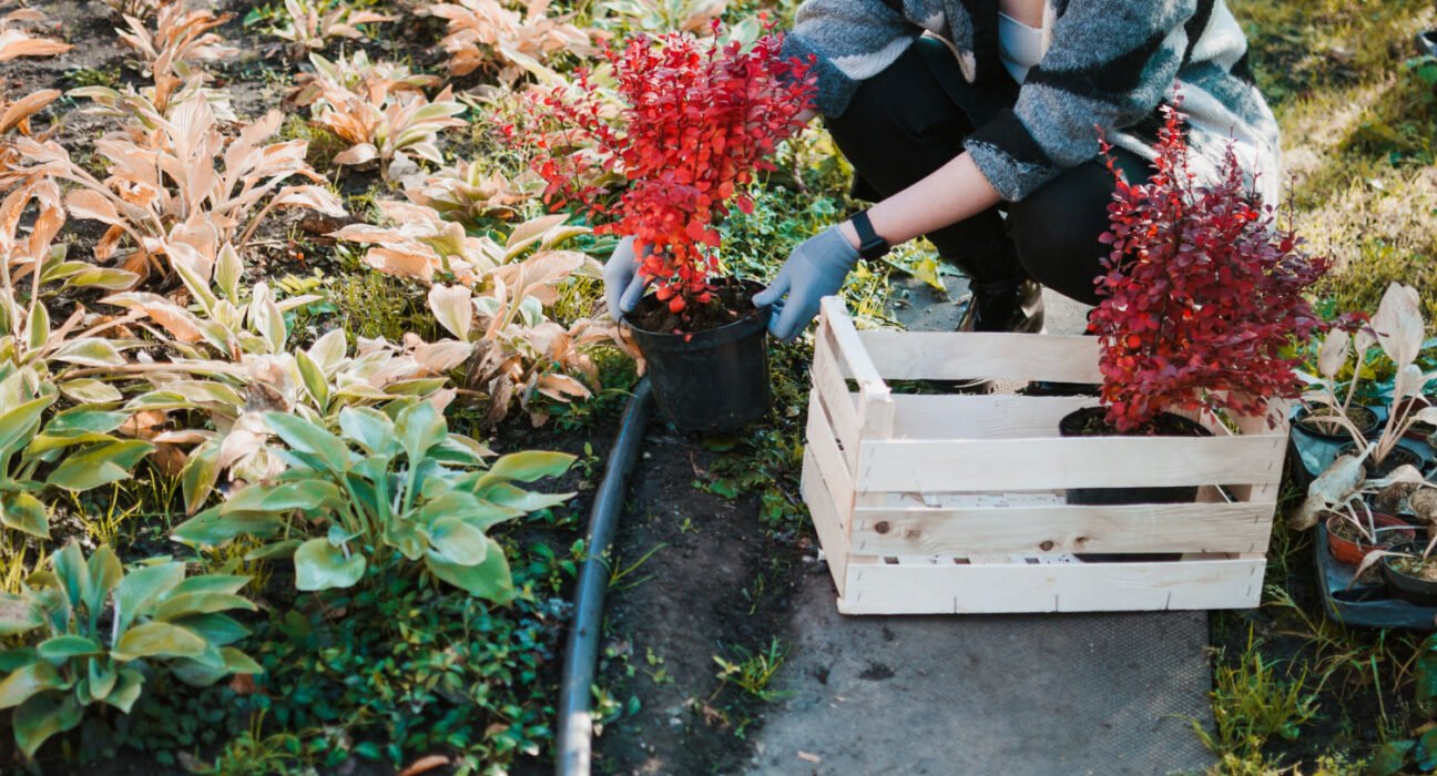 best time to fertilize lawn